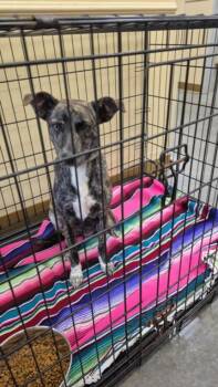 Pit Bull Terrier and Mixed Breed Dogs Available for Adoption in Texas City, Texas - TEDDY | PetCurious