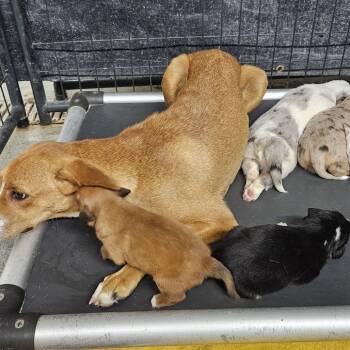 Butterscotch -  Mixed Breed Dog for Adoption in Kingman, Kansas - Butterscotch | PetCurious
