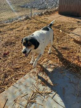 Treeing Walker Coonhound Dogs Available for Adoption - Maggie | PetCurious