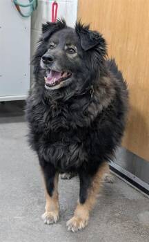 German Shepherd Dog and Mixed Breed Dogs Available for Adoption - ROKKIE | PetCurious