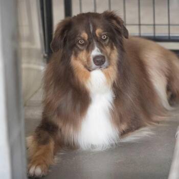 Australian Shepherd Dogs Available for Adoption in Peyton, Colorado - Bruiser (MY26-42) | PetCurious