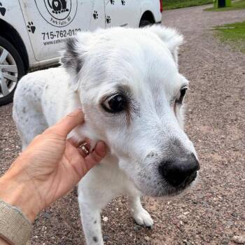 Sam -  Mixed Breed Dog for Adoption in Park Falls, Wisconsin - Sam | PetCurious