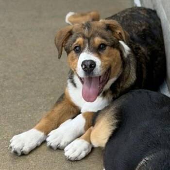 Saint Bernard Dogs Available for Adoption in Fremont, Michigan - Ivan | PetCurious