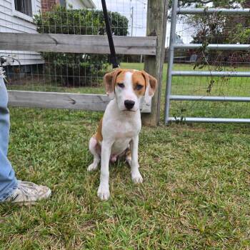 Georgie -  Hound Dog for Adoption in Chesapeake, Virginia - Georgie | PetCurious