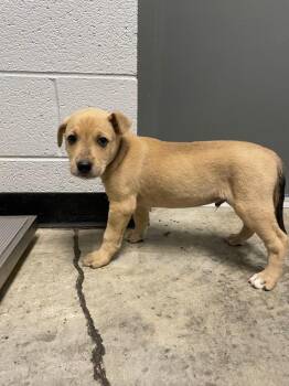 Newton Pup 5 -  Mixed Breed Dog Available for Adoption in Henderson, North Carolina - Newton Pup 5 | PetCurious