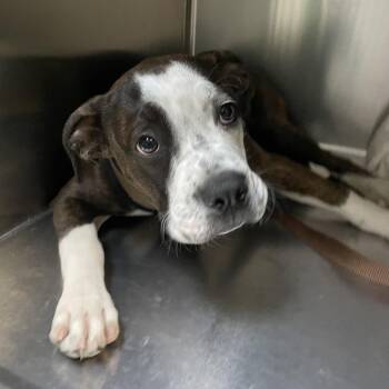 Bermuda -  English Bulldog and Mixed Breed Dog for Adoption in Los Angeles, California - Bermuda | PetCurious