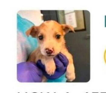 Forest Gump -  Terrier Dog for Adoption in Newport, Kentucky - Forest Gump | PetCurious