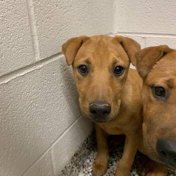 Twix -  Australian Kelpie and Mixed Breed Dog for Adoption in Morganton, North Carolina - Twix | PetCurious