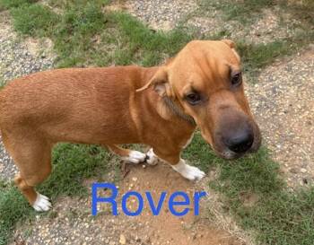 Rover -  Shar Pei and Mixed Breed Dog for Adoption in Zimmerman, Minnesota - Rover | PetCurious