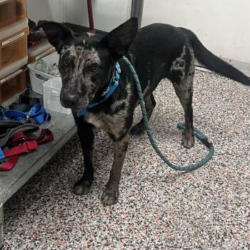 Megara -  Mixed Breed Dog for Adoption in Salt Lake City, Utah - Megara | PetCurious