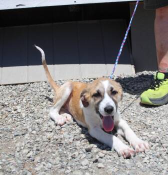 Neapoitan -  Hound and Mixed Breed Dog for Adoption in Vacaville, California - Neapoitan | PetCurious