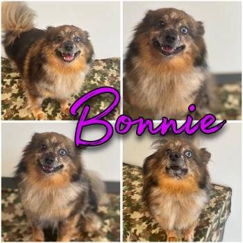 Bonnie -  Pomeranian Dog for Adoption in Hatfield, Pennsylvania - Bonnie | PetCurious