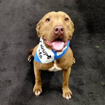Nixie JuM -  Pit Bull Terrier Dog for Adoption in Austin, Texas - Nixie JuM | PetCurious