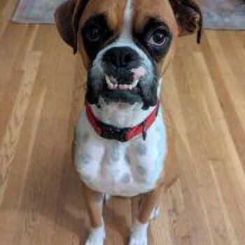 Rescue Boxer Dogs for Adoption in Davis, California - Derby | PetCurious