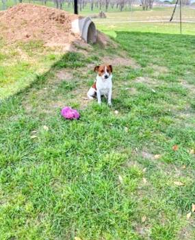 Jack Russell Terrier Dogs Available for Adoption - Amaretto | PetCurious