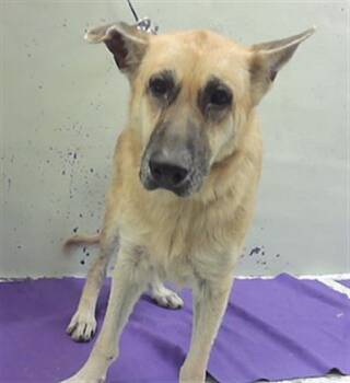 TATY -  German Shepherd Dog Dog for Adoption in Houston, Texas - TATY | PetCurious