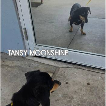 Tansy Moonshine -  Dachshund Dog for Adoption in San Antonio, Texas - Tansy Moonshine | PetCurious
