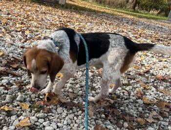 BOOMER -  Beagle Dog for Adoption in Ashland, Ohio - BOOMER | PetCurious