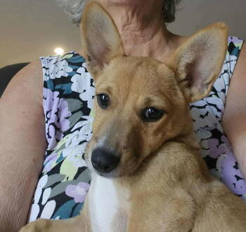 Rescue Mixed Breed Dogs for Adoption in Gulfport, Mississippi - Pippi | PetCurious