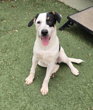 Drizzle -  Coonhound Dog for Adoption in Phoenix, Arizona - Drizzle | PetCurious