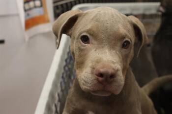 LEVI -  Mixed Breed Dog for Adoption in Columbia, South Carolina - LEVI | PetCurious