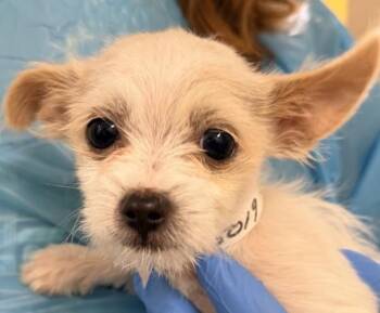 Hazelnut -  Terrier Dog for Adoption in Walnut Creek, California - Hazelnut | PetCurious