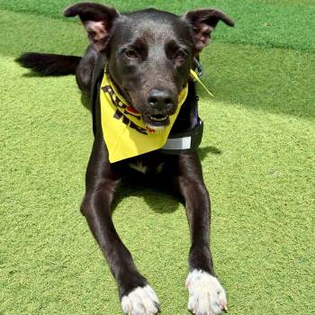 MONICA - Foster or Adopter Needed -  Labrador Retriever Dog for Adoption in Largo, Florida - MONICA - Foster Or Adopter Needed | PetCurious