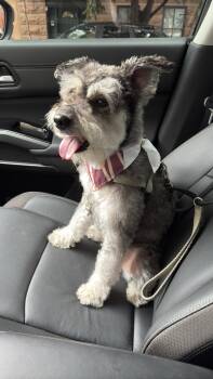 Rescue Miniature Schnauzer Dogs for Adoption in Fanwood, New Jersey - Stuart | PetCurious