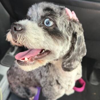 Sylvie -  Australian Shepherd and Poodle Dog for Adoption in Sunrise, Florida - Sylvie | PetCurious