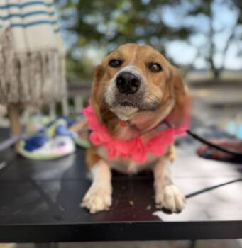 Dolly mom -  Beagle and Australian Shepherd Dog for Adoption - Dolly Mom | PetCurious