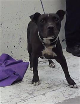 DANNY -  Staffordshire Bull Terrier and Mixed Breed Dog for Adoption in Houston, Texas - DANNY | PetCurious