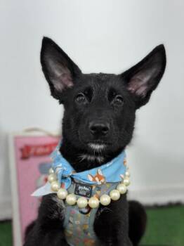 Ella-One of our Amazing Rescue Dogs -  Australian Kelpie and Black Labrador Retriever Dog for Adoption in Carlsbad, California - Ella-One Of Our Amazing Rescue Dogs | PetCurious