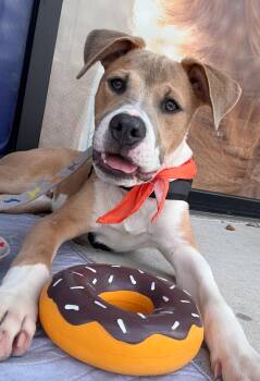 Rescue Pit Bull Terrier Dogs for Adoption in Pflugerville, Texas - Archer | PetCurious