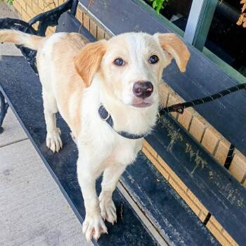 Great Pyrenees Dogs Available for Adoption in Corsicana, Texas - Isabella P46263 | PetCurious