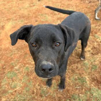 Pointer Dogs Available for Adoption in Sentinel, Oklahoma - Albany | PetCurious