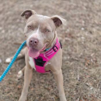 Pit Bull Terrier Dogs Available for Adoption - Mia | PetCurious
