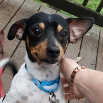 Lefty -  Chihuahua and Mixed Breed Dog for Adoption in Olathe, Kansas - Lefty | PetCurious