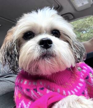Bear -  Shih Tzu Dog for Adoption in York, South Carolina - Bear | PetCurious