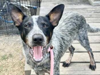 Barney -  Mixed Breed Dog for Adoption in Georgetown, Texas - Barney | PetCurious