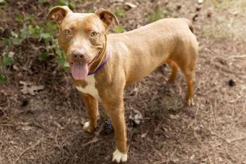 Bartlett -  Mixed Breed Dog Available for Adoption in Durham, North Carolina - Bartlett | PetCurious