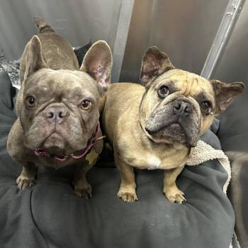 French Bulldog Dogs Available for Adoption in Richmond, California - HENDRICKS | PetCurious