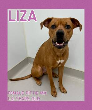 Rescue Pit Bull Terrier Dogs for Adoption in Danville, Indiana - Liza | PetCurious