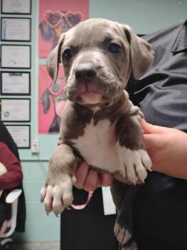 Labrador Retriever and Mixed Breed Dogs Available for Adoption - Jolly Jingles | PetCurious