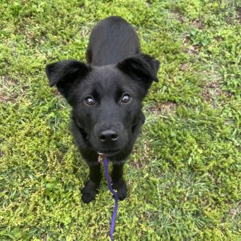 Labrador Retriever Dogs Available for Adoption - Memphis | PetCurious