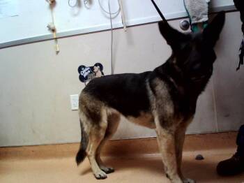 ROCKY ROAD -  German Shepherd Dog Dog for Adoption in Martinez, California - ROCKY ROAD | PetCurious