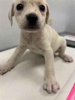 DAVEY -  Chihuahua Dog for Adoption in Corpus Christi, Texas - DAVEY | PetCurious