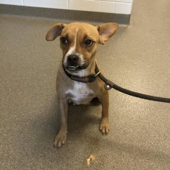 Tink -  Chihuahua and French Bulldog Dog for Adoption in Council Bluffs, Iowa - Tink | PetCurious
