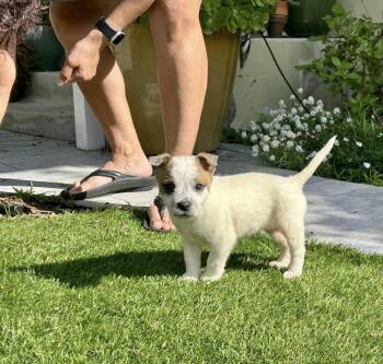 Australian Cattle Dog Blue Heeler Dogs Available for Adoption - Minnie Cooper | PetCurious