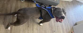 Anubis -  Pit Bull Terrier Dog for Adoption in Winchester, Indiana - Anubis | PetCurious