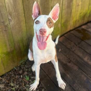 Rescue Ibizan Hound and Mixed Breed Dogs for Adoption in Wahiawa, Hawaii - Miso | PetCurious